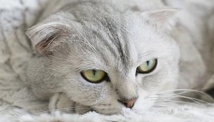 176传奇手游发布网新开服